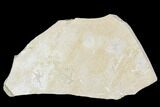 Four Jurassic Brittle Star (Ophiopetra) Fossil - Solnhofen #111212-1